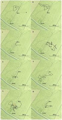 Guidance of Navigating Honeybees by Learned Elongated Ground Structures